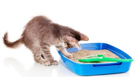 Por que o gato parou de ir à caixa de areia e como resolver a situação?