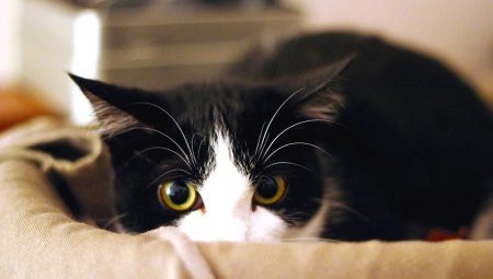 De ce le este frică pisicilor de un aspirator?