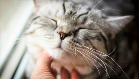 Why do cats purr and how do they do it?