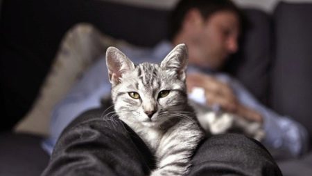 Kāpēc kaķi guļ pie saimnieka kājām?