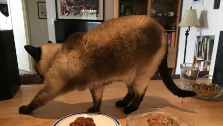 Kodėl katės užkasa maistą?