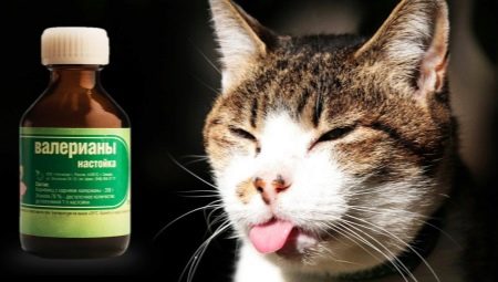 Zašto mačke vole valerijanu i možete li je dati?
