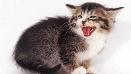 Why does the cat hiss and what should the owner do?