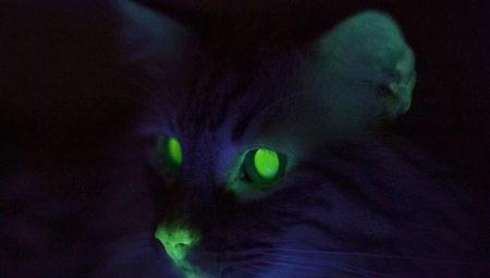 Hvorfor har katter glødende øyne i mørket?