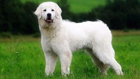Poļu aitu suņi: šķirnes apraksts, barošana un aprūpe