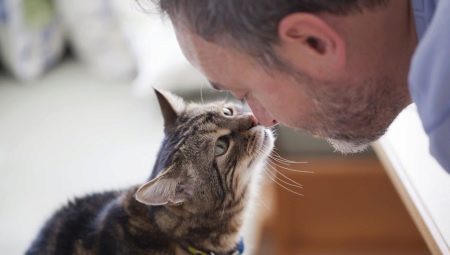 Razumiju li mačke ljudski govor i kako se izražava?