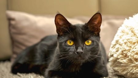 Populære raser av svarte katter og katter