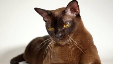 Популярни породи кафяви котки и котки