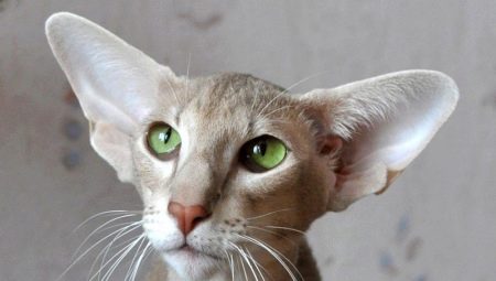 Plemená mačiek a mačiek s veľkými ušami