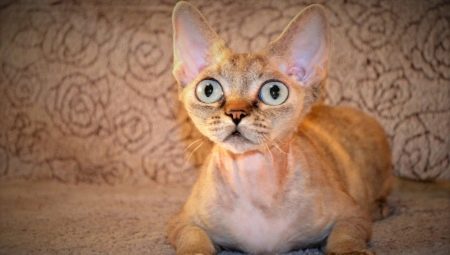 Kattenrassen met grote ogen
