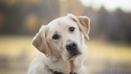 Rase de câini asemănătoare cu Labradorul
