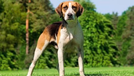 Средно големи породи кучета: общи характеристики, видове с описание, селекция, грижи