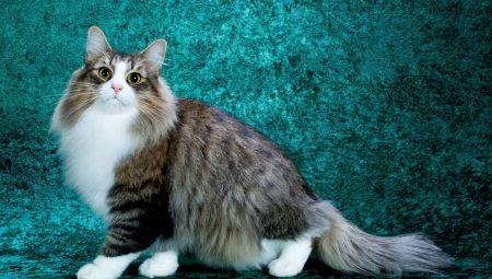 Пухасте мачке: најбоље расе и карактеристике бриге за њих