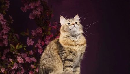Sibīrijas kaķu parastās krāsas