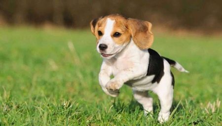 Beagle-maten: gewicht en lengte van honden per maand