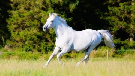 Odrody a vlastnosti behu koní