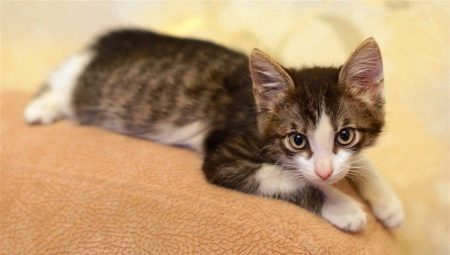 Utvikling og vedlikehold av en kattunge på 3 måneder