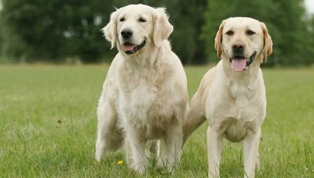 Retriever et Labrador : quelle est la différence ?