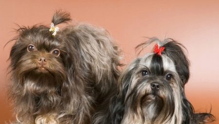 Chó lai màu Nga: tính năng, tính khí, sự lựa chọn và chăm sóc