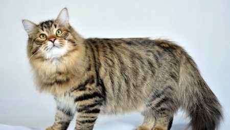Kucing Rusia: penerangan, baka, pilihan dan nuansa penjagaan