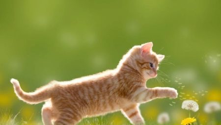 Imbierinės katės: kaip jos elgiasi ir kokios jos?
