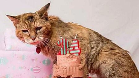 A világ legidősebb macskái
