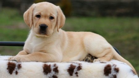 Anak anjing Labrador pada 2 bulan: ciri dan kandungan