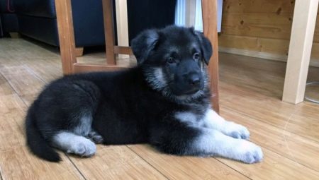 Anak anjing gembala Jerman pada 2 bulan: penerangan, peraturan penjagaan dan pemakanan