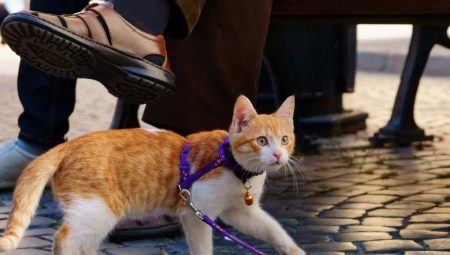 Harness untuk kucing: jenis, seluk-beluk pilihan, dan aturan pelatihan