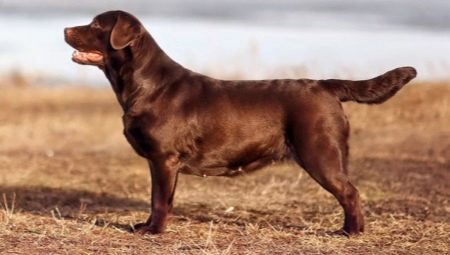 Chocolate Labrador: descripción, rasgos de carácter y mejores apodos