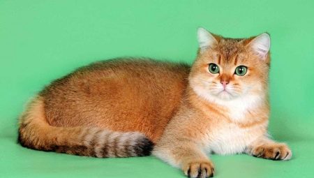 Шотландски котки със златист цвят: характеристики и особености на грижите