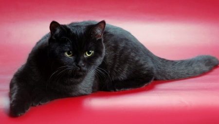 Schottische Katzen von schwarzer Farbe