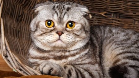 Skotské mramorové kočky: barevné rysy, popis plemene a jemnost péče