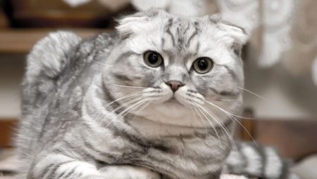 Scottish Fold macskák: színfajták, természet és tartási szabályok