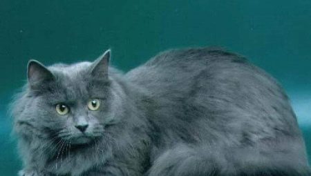 Kucing biru Siberia