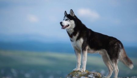 Siberische Husky: de geschiedenis van het ras, hoe zien honden eruit en hoe zorg je voor ze?
