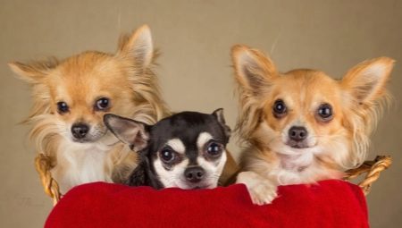 Wie viele Jahre leben Chihuahuas und wovon hängt es ab?