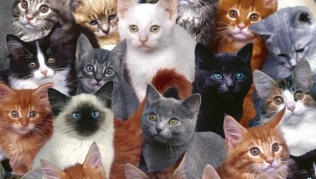 Hány évig élnek a macskák, és mitől függ?