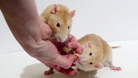 De combien d'années vivent les rats et de quoi cela dépend-il ?