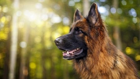Wie lange leben Deutsche Schäferhunde und wovon hängt es ab?