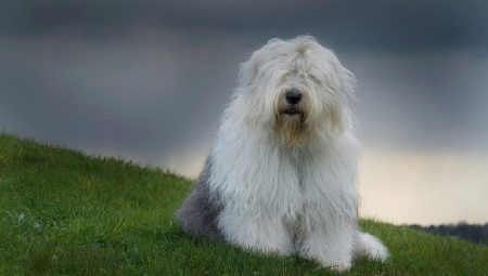 Bobtail-hunde: en beskrivelse af de gamle engelske hyrdehunde, nuancerne af deres indhold