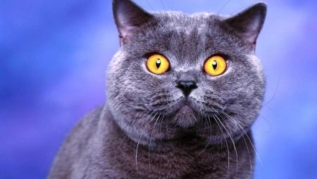 Popis nadimaka za britanske mačke i mačke