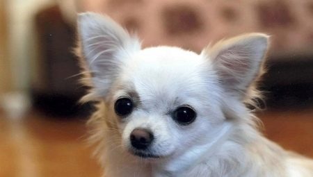 Lijst met populaire bijnamen voor de Chihuahua