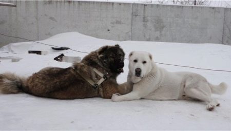 مقارنة بين كلاب ألاباييف وكلاب الراعي القوقازي