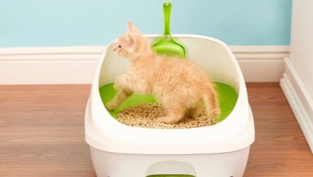 Phương tiện để huấn luyện mèo con vào hộp vệ sinh