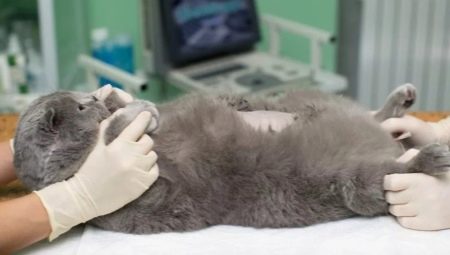 Sterilizácia a kastrácia britských mačiek a mačiek