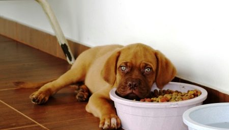 Droogvoer voor puppy's: kenmerken, selectie en voedingsregels