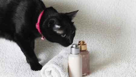 Syampu kering untuk kucing: bagaimana untuk memilih dan menggunakannya?