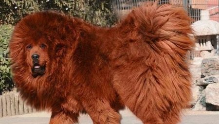 Tibetanski mastif: značilnosti pasme, skrivnosti vzgoje in nege