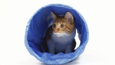 Kediler için tüneller (tünel): türleri ve seçim kriterleri